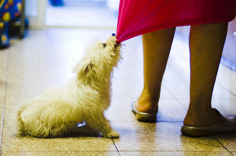 成年人,腿,一个人,拉,横图,室内,裙子,厨房,宠物,狗,仅一个女性,人体,摄影,砖地,幽默,炫耀,女人,彩图