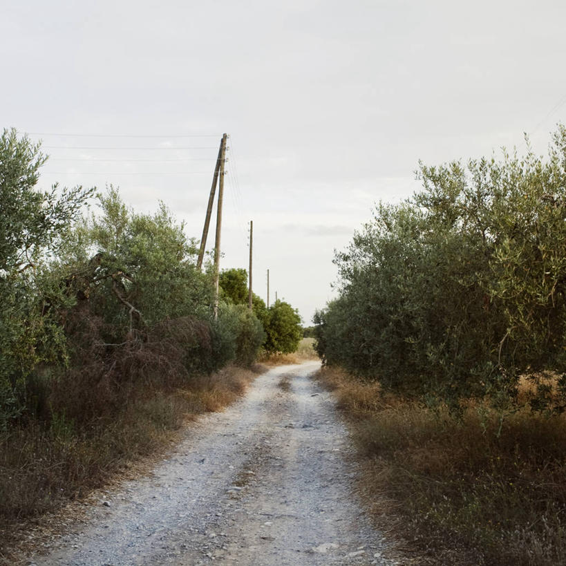 无人,果园,农场,方图,室外,白天,美景,西班牙,景观,田地,树,自然,景色,摄影,宁静,自然风光,彩图