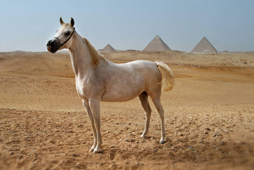 无人,站,横图,室外,白天,旅游,度假,名胜古迹,沙漠,地标,马,非洲,埃及,开罗,遗迹,地平线,辽阔,地面,首都,古迹,历史,文物,娱乐,古建筑,白色,享受,休闲,广阔,旅游胜地,金字塔,放松,摄影,一望无际,陵墓,中东,延伸,古文明,天地相交,埃及文化,吉萨,吉萨金字塔,胡夫金字塔,海夫拉金字塔,门卡乌拉金字塔,古代七大奇迹,阿拉伯埃及共和国,金字塔之国,棉花之国,古夫王金字塔,卡拉夫王金字塔,孟卡拉王金字塔,方锥形,阿非利加洲,无边无际,一马平川,阿拉伯马,彩图,标志性建筑