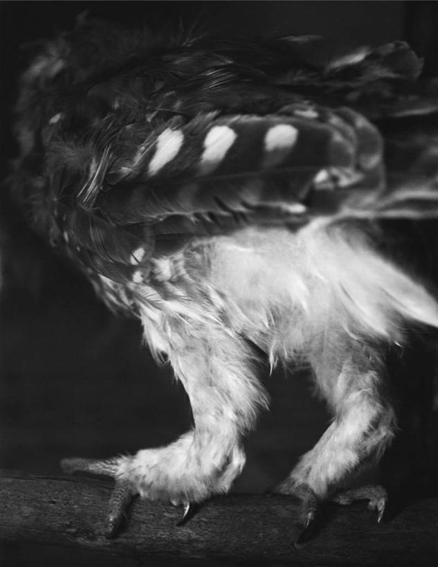 无人,竖图,黑白,特写,夜晚,猫头鹰,澳大利亚,枝,背面,自然,摄影,栖息,爪,悉尼,新南威尔士