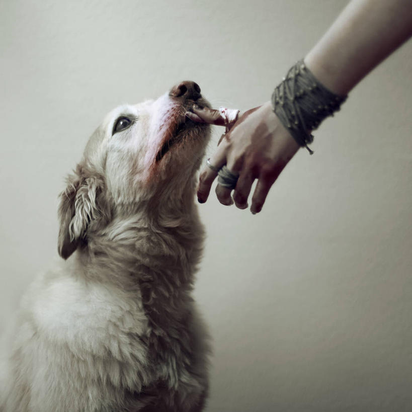 成年人,手,一个人,方图,合作,宠物,狗,美国,仅一个女性,血液,舔,人体,摄影,部分,伤口,关爱,恢复,彩图,影棚拍摄