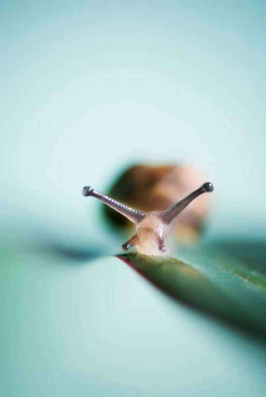 无人,竖图,特写,留白,蜗牛,摄影,彩图,影棚拍摄