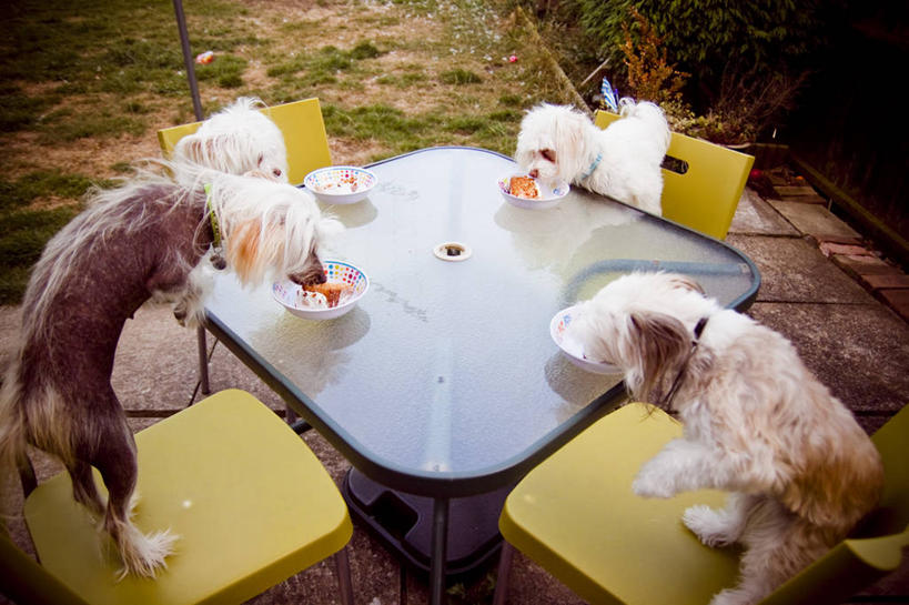 无人,吃,横图,俯视,室外,白天,异乎寻常,桌子,宠物,狗,椅子,英国,四只,庭院,碗,摄影,彩图,高角度拍摄,蛋糕