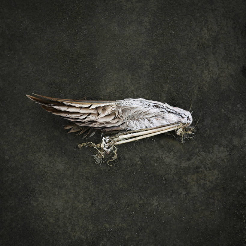 无人,方图,俯视,背景,静物,羽毛,灰色背景,火烈鸟,一个,自然,摄影,单个,死亡,彩图,高角度拍摄,影棚拍摄