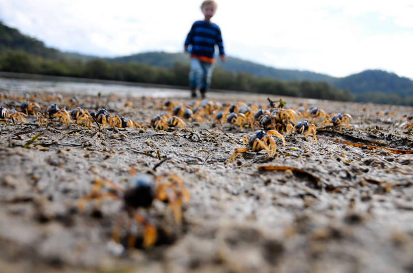 西方人,儿童,一个人,横图,室外,白天,纯洁,欧洲,澳大利亚,欧洲人,仅一个男性,仅一个人,一群,许多,沙子,很多,小孩,仅一个小孩,可爱,童年,童趣,摄影,童真,烂漫,无邪,新南威尔士,锯缘青蟹,天真,男孩,男人,男性,白种人,孩子,海滩,步行,彩图,男生,好奇心