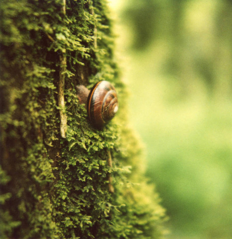 无人,方图,室外,特写,白天,野生动物,美国,蜗牛,苔藓,树干,自然,摄影,俄勒冈州,波特兰,彩图