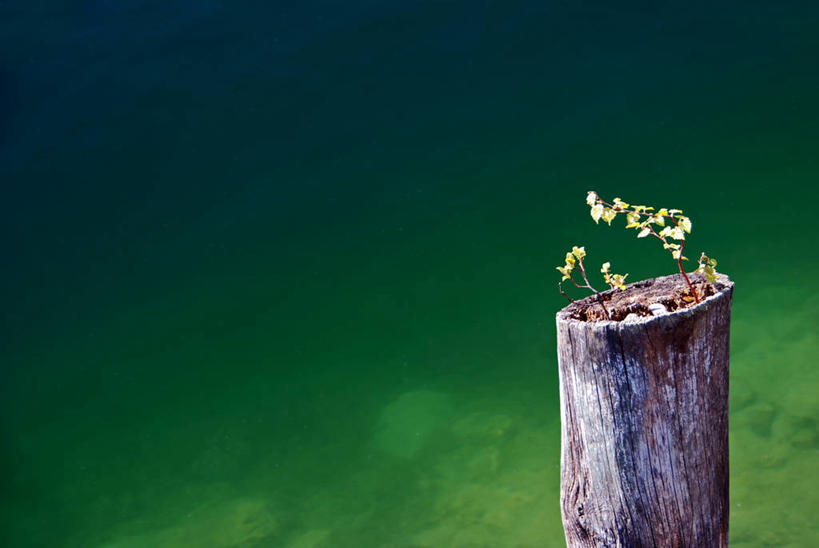 无人,横图,室外,特写,白天,湖,水,植物,叶子,德国,木制,自然,摄影,生长,脆弱,博登湖,开端,彩图