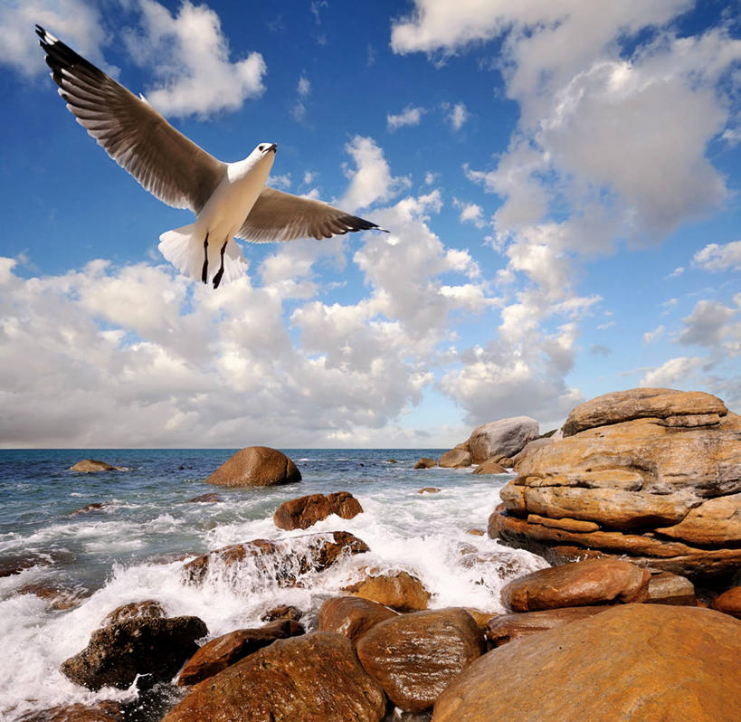 无人,方图,室外,白天,自由,海洋,美景,海鸥,野生动物,南非,海岸线,景观,飞,风景,自然,景色,摄影,自然风光,西开普省,西蒙斯敦,岩石,彩图