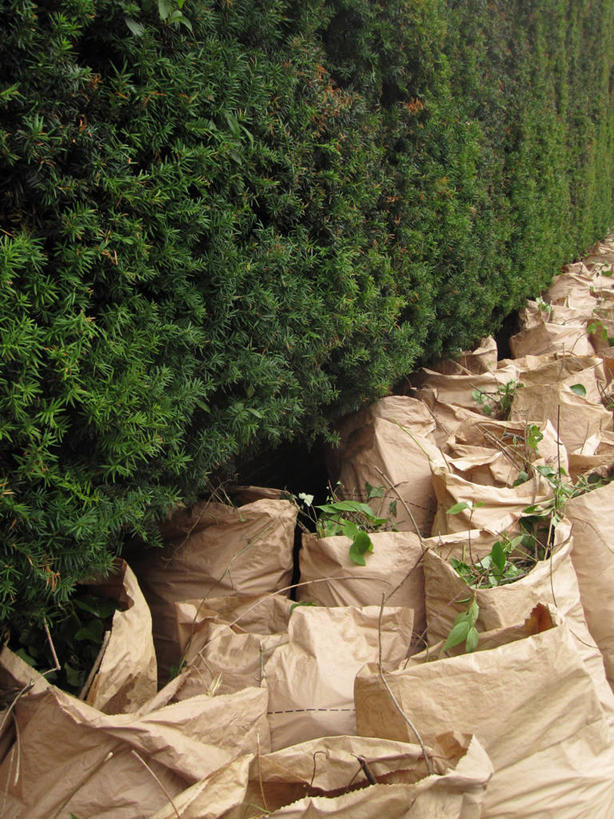 无人,竖图,室外,白天,重复,英国,许多,丰富,园艺,首都,很多,摄影,环境保护,嫩枝,树篱,彩图