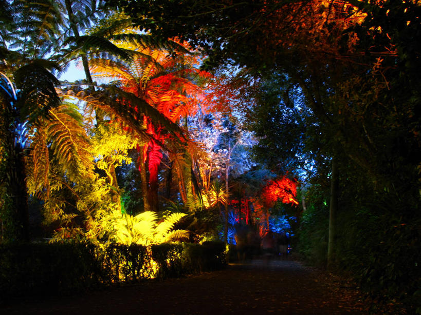 无人,公园,横图,室外,神秘,植物,新西兰,庆祝,枝,树,树木,绿色,自然,黄昏,摄影,生长,成长,照亮,大洋洲,纽西兰,长白云之乡,新西兰北岛,塔拉纳基山,彩图,塔拉纳基区,新普利茅斯,北岛