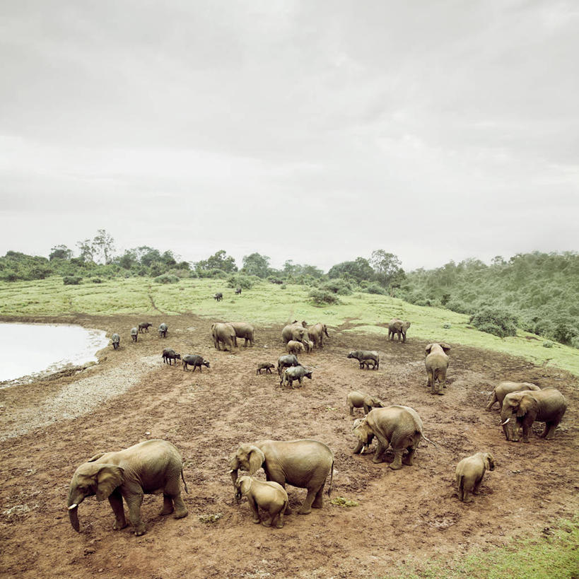 无人,方图,俯视,室外,白天,野生动物,肯尼亚,一群,许多,很多,摄影,泥,象,彩图,高角度拍摄