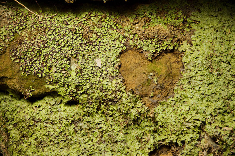 无人,横图,室外,白天,旅游,度假,石头,叶子,美国,泥土,悬崖,苔藓,娱乐,自然,享受,休闲,放松,摄影,轮廓,生态,环境保护,心型,岩石,彩图,旅行,爱