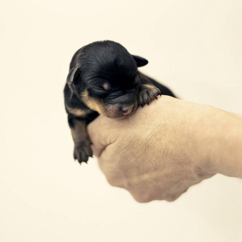 手,一个人,方图,特写,纯洁,宠物,狗,米色背景,小的,小狗,拿着,动物,可爱,童年,童趣,人体,摄影,部分,脆弱,童真,烂漫,无邪,天真,彩图,影棚拍摄