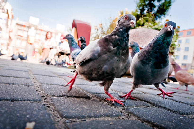 广场,横图,室外,特写,白天,仰视,城市,波兰,并排,摄影,步行,彩图,低角度拍摄,动物行为,好奇心