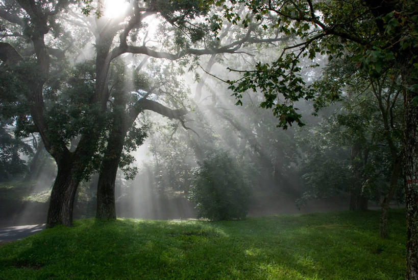 无人,横图,室外,白天,草地,美景,树林,太阳,发光,地形,景观,草,树干,风景,自然,景色,摄影,宁静,自然风光,逆光,匈牙利共和国,巴拉顿湖,彩图