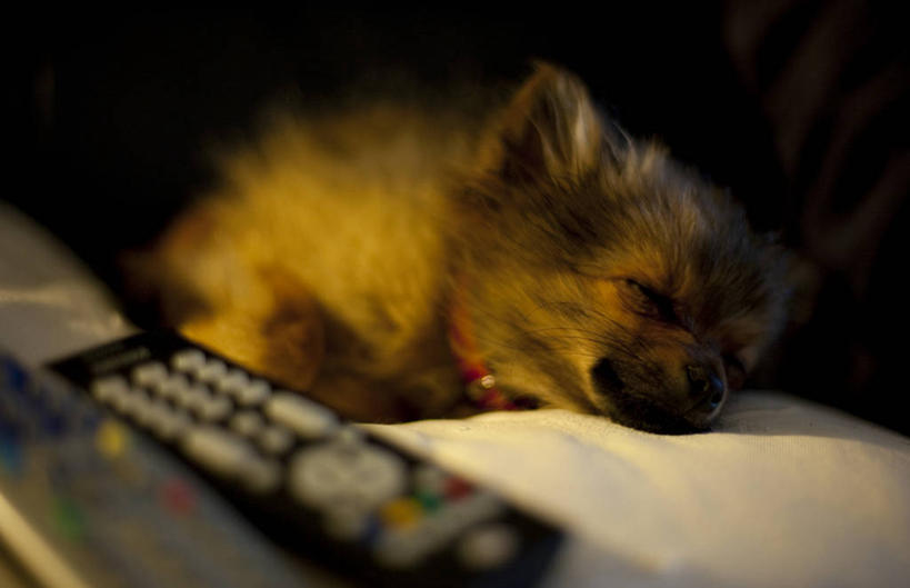 无人,躺,横图,室内,特写,夜晚,纯洁,床,卧室,宠物,狗,爱尔兰,小的,首都,博美犬,松鼠犬,动物,遥控器,放松,可爱,童年,童趣,摄影,童真,烂漫,无邪,忠诚,波美拉尼亚犬,博美狗,天真,犬,半身,彩图,小睡