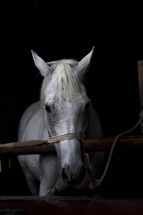 无人,竖图,马,黑色背景,白色,摄影,牲畜,半身,彩图,影棚拍摄