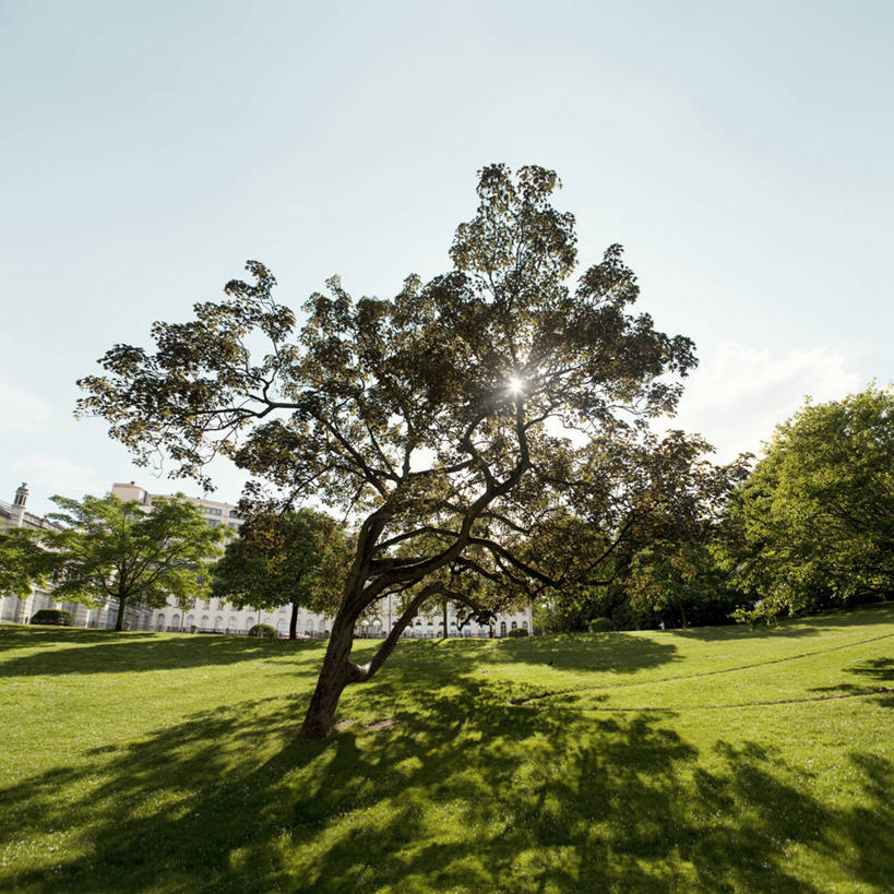 无人,公园,方图,室外,白天,草坪,日光,比利时,树荫,树,摄影,生长,宁静,逆光,彩图