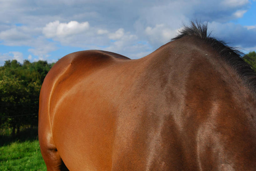 无人,横图,室外,白天,美景,马,英国,景观,田地,自然,景色,摄影,自然风光,赫特福德郡,彩图