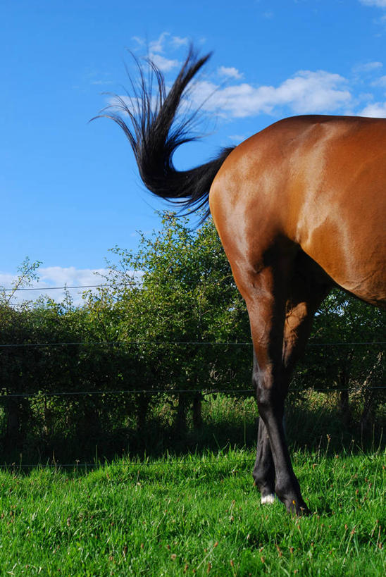 无人,果园,站,竖图,室外,白天,农业,牧场,英国,光线,尾巴,篱笆,光芒,弹奏,演奏,草,树,家畜,摄影,彩图