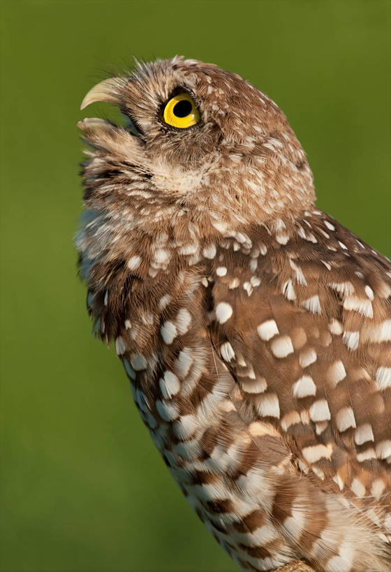 无人,竖图,室外,白天,侧面,野生动物,美国,褐色,向上看,摄影,北美,北美洲,美洲,佛罗里达,佛罗里达州,佛州,阳光州,北亚美利加洲,亚美利加洲,半身,彩图,美利坚合众国,穴居猫头鹰