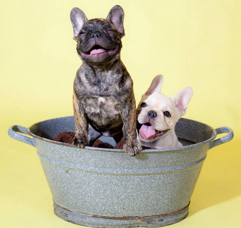 无人,笑,横图,正面,友谊,纯洁,宠物,狗,黄色背景,斗牛犬,小狗,动物,两只,放松,可爱,童年,童趣,摄影,幽默,肖像,童真,烂漫,无邪,天真,彩图,影棚拍摄,好奇心