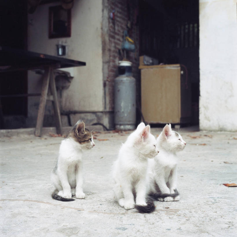 无人,坐,方图,室外,白天,宠物,猫,墨西哥,三只,庭院,人行道,小猫,动物,摄影,拉丁美洲,韦拉克鲁斯,彩图