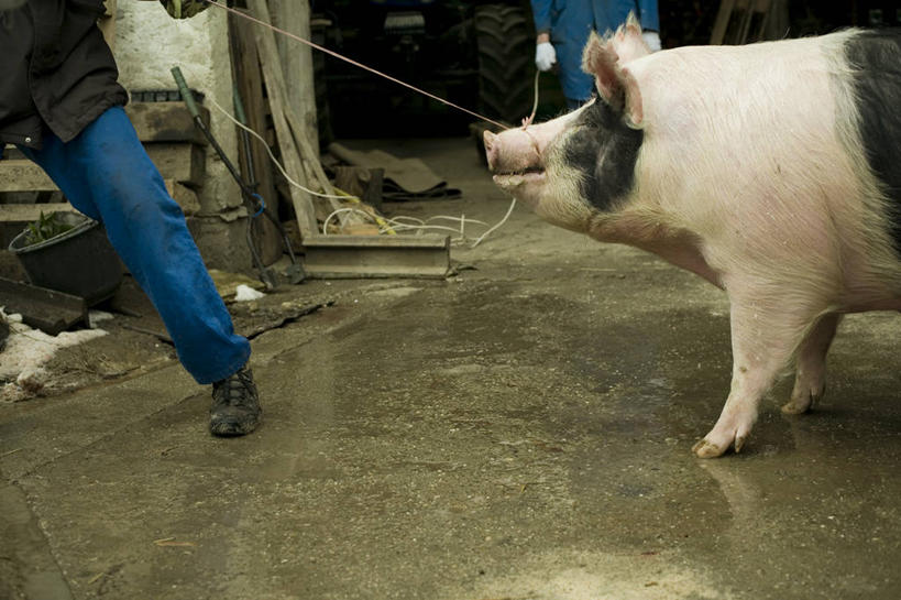 成年人,腿,两个人,拉,横图,室外,白天,猪,混凝土,线绳,家畜,人体,摄影,奋斗,屠夫,四肢,匈牙利共和国,屠宰场,男人,彩图
