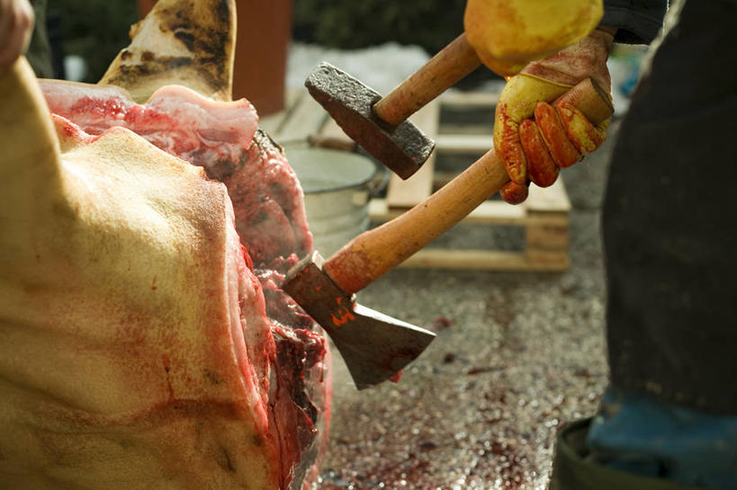 成年人,手,一个人,横图,室外,白天,仅一个男性,锤子,猪肉,血液,工业,人体,摄影,部分,切断,屠夫,匈牙利共和国,屠宰场,彩图,斧