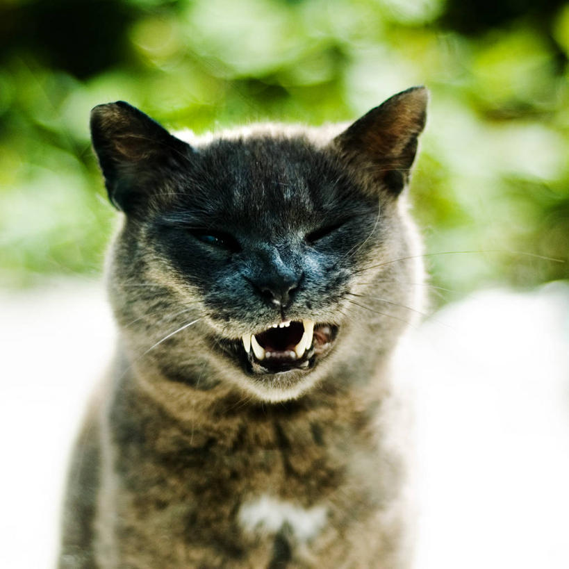 无人,方图,室外,特写,白天,宠物,猫,美国,摄影,厌恶,加利福尼亚,半身,彩图,流浪动物,尖牙