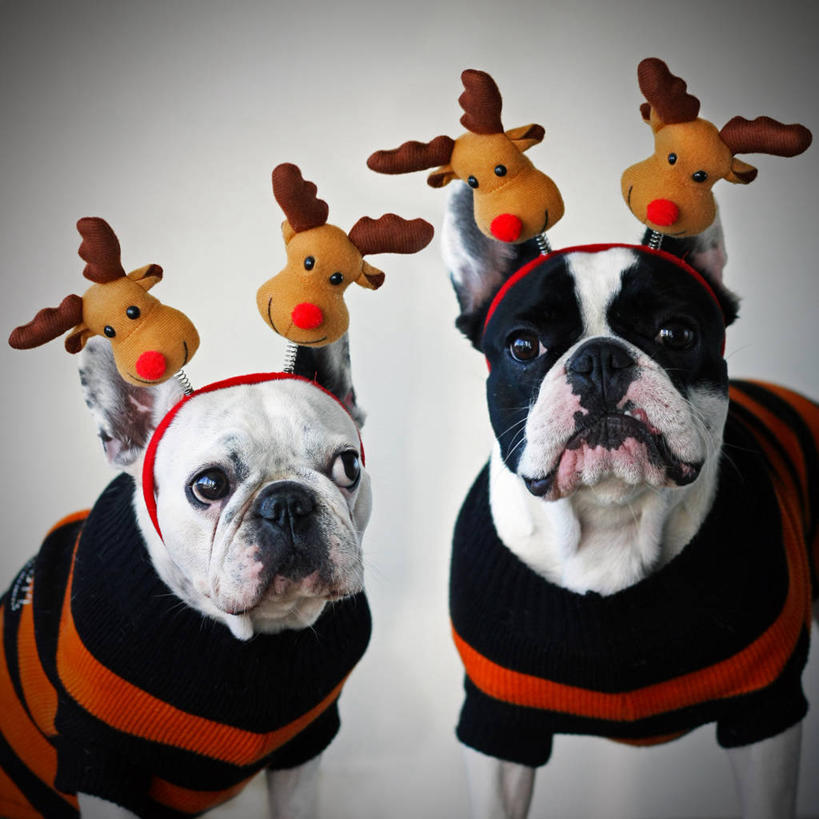 无人,站,方图,室内,白色背景,正面,纯洁,宠物,圣诞节,并排,小的,动物,两只,可爱,童年,童趣,摄影,幽默,肖像,童真,烂漫,无邪,天真,驯鹿,彩图,影棚拍摄,法国斗牛犬