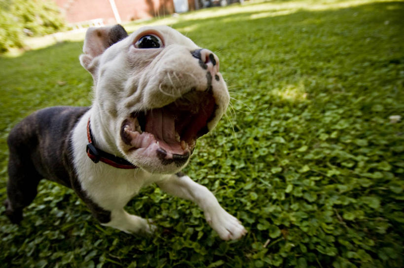 无人,跑,横图,室外,白天,宠物,狗,美国,小的,庭院,动物,摄影,彩图,波士顿猎犬