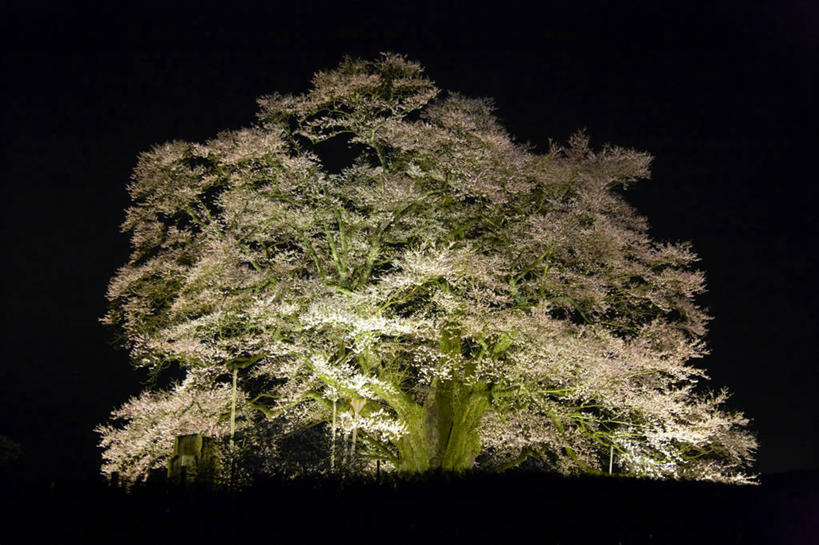 无人,横图,室外,夜晚,樱花,日本,日本文化,宏伟,樱桃树,花朵,自然,摄影,冈山县,彩图