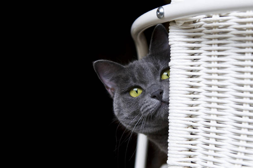 无人,横图,特写,猫,椅子,黑色背景,俄罗斯蓝猫,家畜,摄影,恐怖,机敏,彩图,影棚拍摄,窥视,好奇心