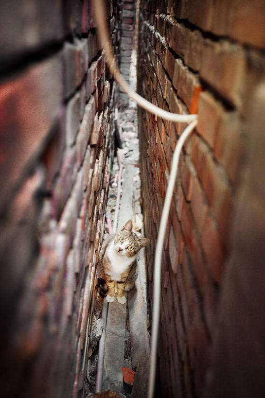 无人,坐,竖图,俯视,室外,白天,建筑,台湾,砖墙,家畜,摄影,彩图,高角度拍摄,巷,好奇心