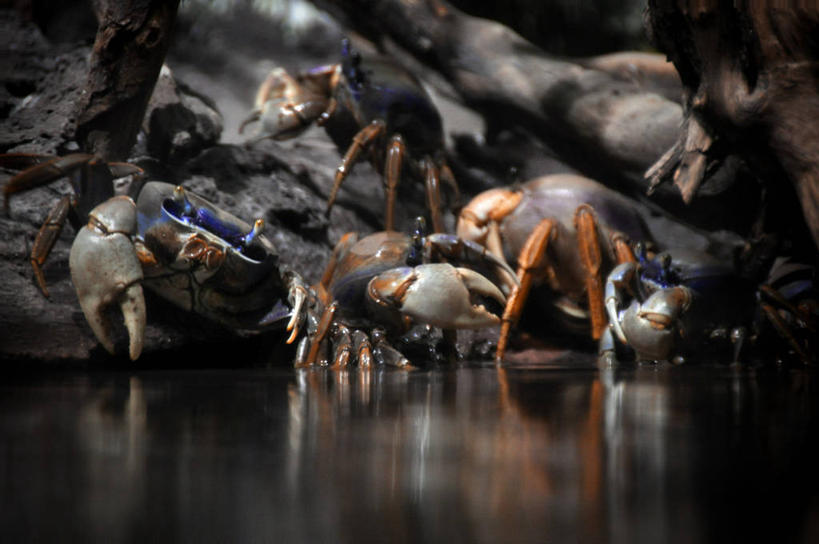 无人,横图,室内,水,巴西,反射,螃蟹,水族馆,摄影,五只,圣保罗,圣保罗州,彩图