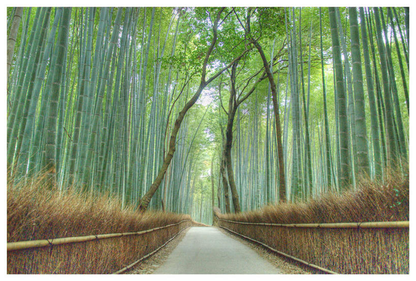 无人,横图,室外,白天,美景,日本,一排,丰富,整齐,景观,篱笆,竹林,树,排列,自然,景色,摄影,京都府,生长,宁静,队列,自然风光,彩图,林荫大道