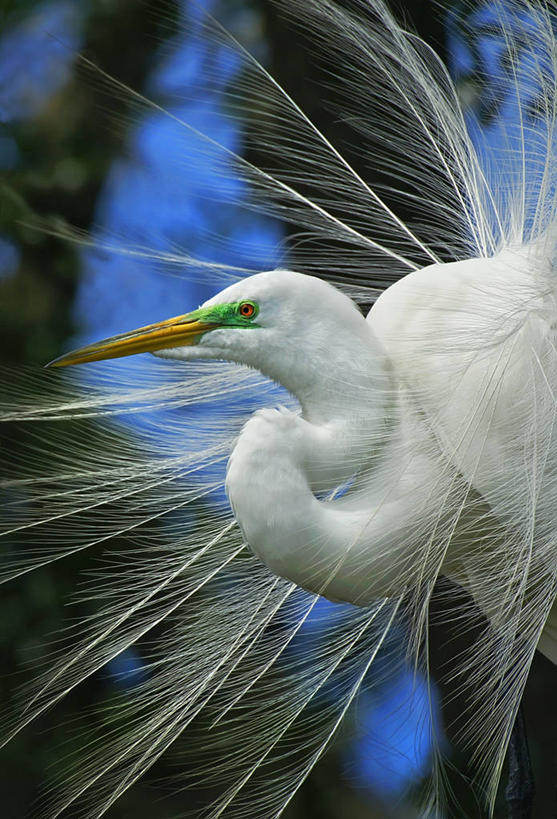 无人,公园,竖图,室外,特写,白天,侧面,野生动物,羽毛,美国,鸟类,白色,摄影,大白鹭,北美,北美洲,国家公园,美洲,佛罗里达,佛罗里达州,佛州,阳光州,北亚美利加洲,亚美利加洲,埃弗格莱兹国家公园,大沼泽国家公园,炫耀,大沼泽地国家公园,美利坚合众国