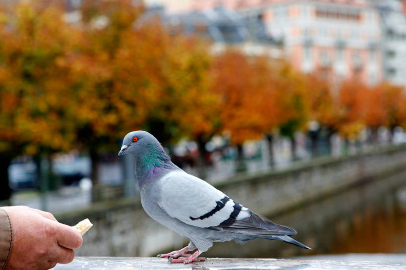 手,一个人,横图,室外,特写,白天,野生动物,树,人体,摄影,部分,关爱,捷克共和国,袖口,喂养,彩图