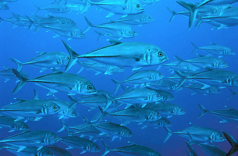 游泳,无人,横图,水下,海洋,一群,许多,丰富,鱼群,很多,鱼类,蓝色,摄影,彩图,大眼鲹,杰克鱼