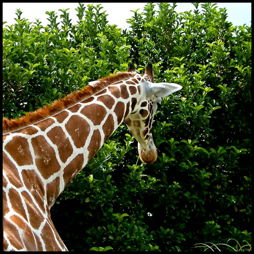 无人,方图,室外,特写,白天,长颈鹿,野生动物,美国,天空,自然,摄影,北美,北美洲,美洲,佛罗里达,奥兰多,佛罗里达州,佛州,阳光州,北亚美利加洲,亚美利加洲,彩图,美利坚合众国