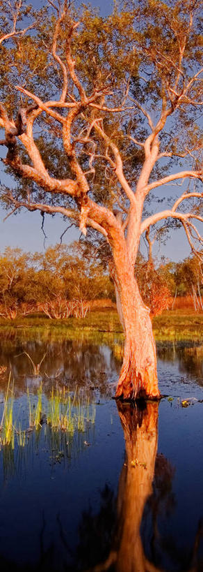 无人,竖图,全景,室外,美景,澳大利亚,反射,景观,树,树干,风景,天空,自然,黄昏,景色,摄影,宁静,运河,自然风光,潘塔纳尔湿地,彩图