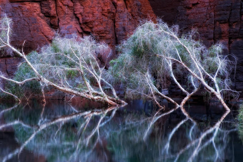 无人,横图,室外,白天,河流,澳大利亚,环保,反射,树,自然,摄影,生长,能源,茶树,宁静,回收,资源,利用,低碳,循环,持续,西澳大利亚,彩图,水灾