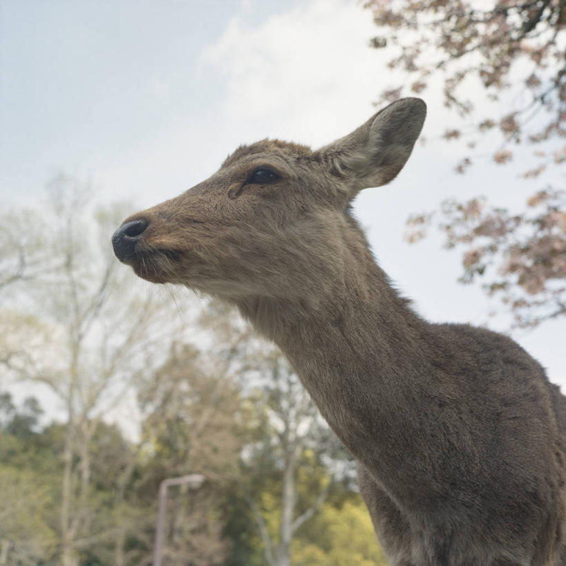 无人,方图,室外,特写,白天,樱花,鹿,野生动物,奈良县,日本,日本文化,树,天空,自然,摄影,彩图