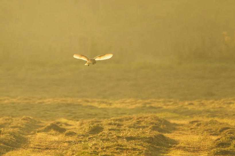 无人,横图,室外,野生动物,英国,鸟类,田地,飞,英格兰,草,自然,黄昏,摄影,谷仓枭,彩图