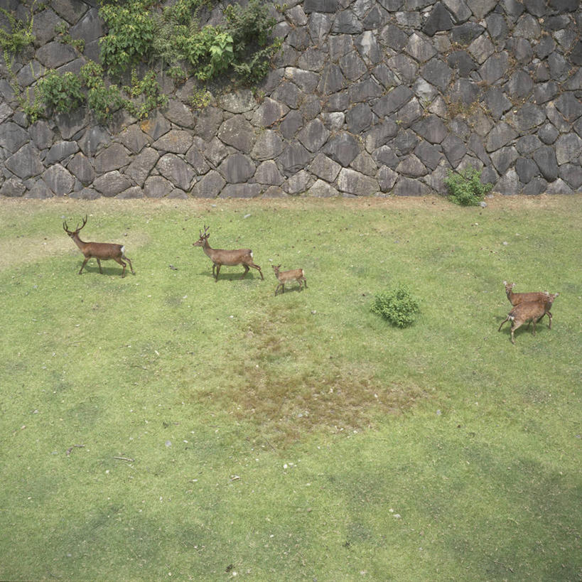 无人,站,方图,俯视,室外,白天,植物,鹿,野生动物,爱知县,名古屋,日本,石墙,草,自然,动物,摄影,五只,小鹿,步行,彩图,高角度拍摄