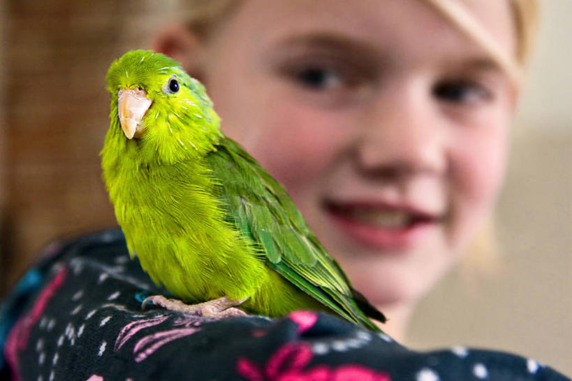 西方人,儿童,脸,头,脸颊,肩,一个人,笑,微笑,露齿笑,横图,室内,白天,友谊,幸福,纯洁,宠物,鹦鹉,欧洲,荷兰,欧洲人,仅一个女性,仅一个人,鸟类,休闲装,肩膀,小孩,绿色,仅一个小孩,家畜,可爱,童年,童趣,摄影,栖息,肖像,童真,烂漫,无邪,泽兰省,天真,女孩,女人,女性,白种人,孩子,头部,脸部,脸蛋,面部,彩图,女生