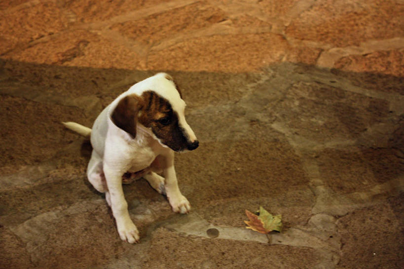 无人,坐,横图,室外,白天,宠物,狗,希腊,阴影,思考,家畜,摄影,莱斯博斯岛,叶脉,彩图