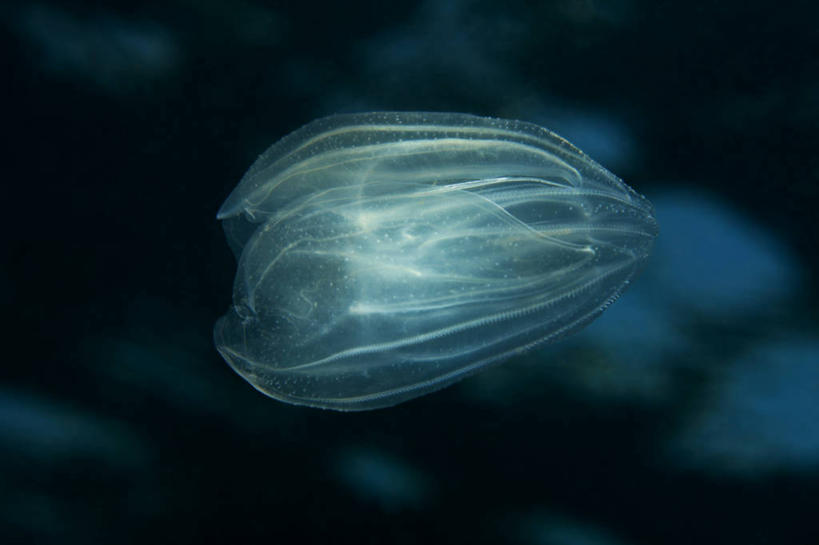 无人,横图,室外,特写,夜晚,水下,保加利亚,反射,摄影,栉水母,黑海,水母,彩图