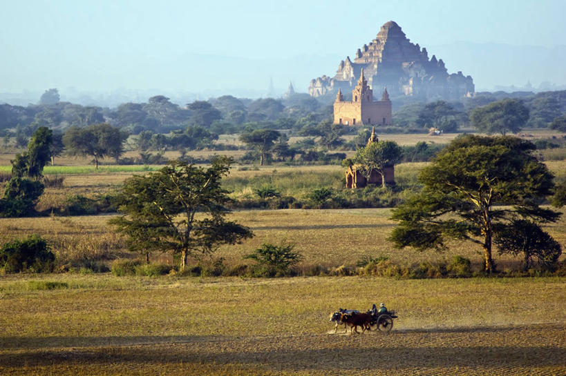 寺庙,横图,室外,白天,美景,建筑,缅甸,景观,牛车,树,自然,动物,两只,景色,运输,摄影,宗教,东南亚,佛教,宁静,考古学,宗教建筑,自然风光,万里无云,蒲甘,野牛,彩图